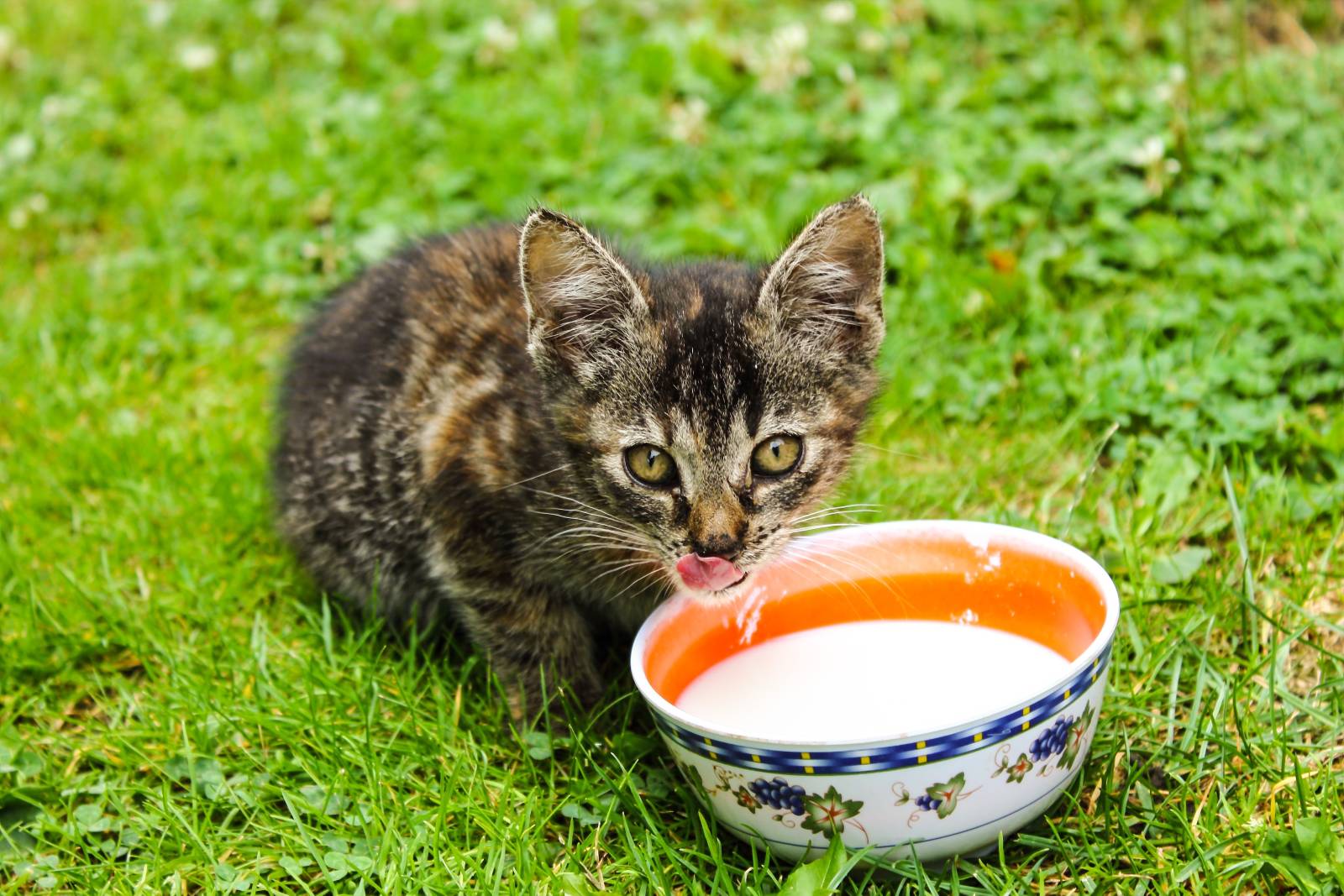 1600-pixabay-kočka-pet-kotě-zvíře-kožešina-408453-cat-408453