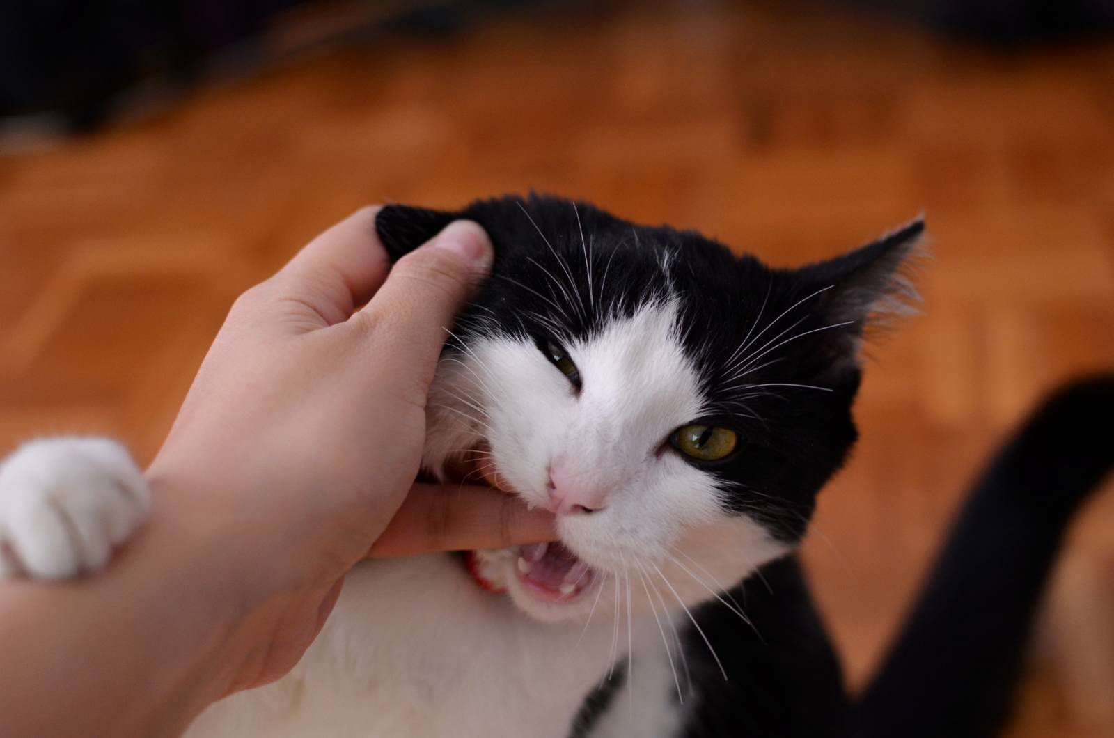 1600-pexels-cat-biting-persons-finger-1202481-cat-biting-persons-finger-1202481